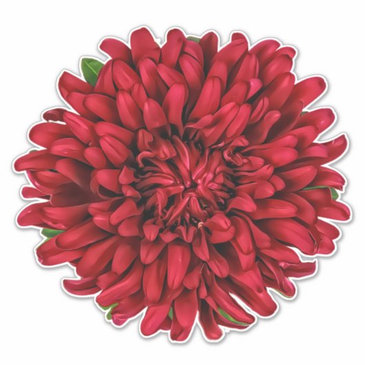 Sticker Fleur Dahlia Pinnata Rouge foncé (Devant)