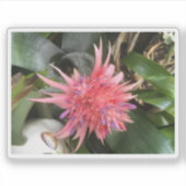 Sticker Fleur de bromélie (Devant)