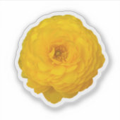 Sticker Fleur de marguerite transvale jaune (Devant)