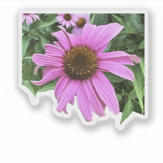 Sticker Fleur de marguerite violette rose confleur avec fe (Devant)