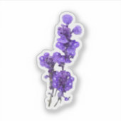 Sticker Fleur de Sauge à coupe farineuse violette (Devant)