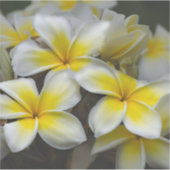 Sticker Fleur d'île – Plumeria jaune (Devant)