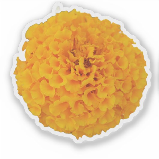 Sticker Fleur Marigold (Devant)