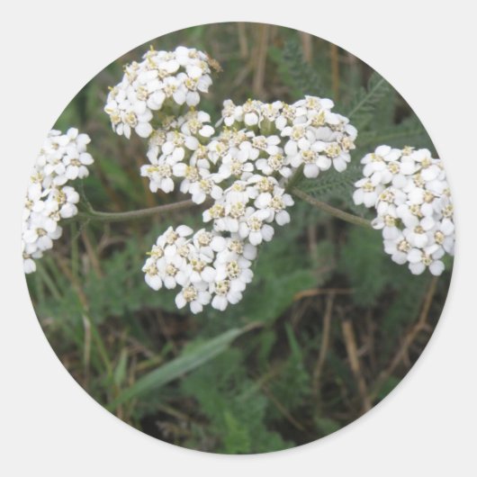Sticker Fleur sauvage blanc (Devant)