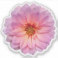 Fleur unique rose et violet Zinnia