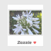 Sticker Fleurs blanches d'Agapanthus (Feuille)