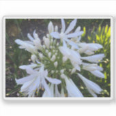Sticker Fleurs blanches d'Agapanthus (Devant)