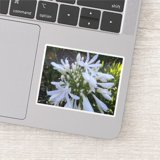 Sticker Fleurs blanches d'Agapanthus (Détail)