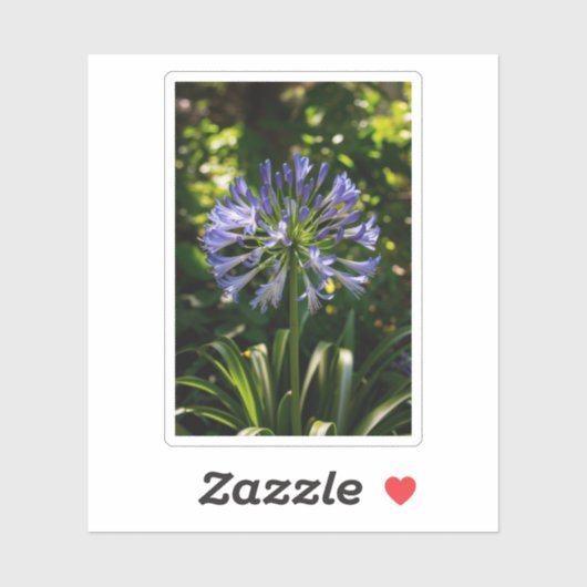 Sticker Fleurs bleu Agapanthus (Feuille)