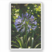 Sticker Fleurs bleu Agapanthus (Devant)