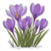 Sticker Fleurs de Crocus Violet Vibrant en Fleur Jardin (Devant)