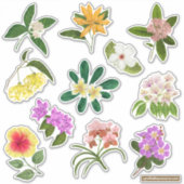 Sticker Fleurs de jardin philippines (Devant)