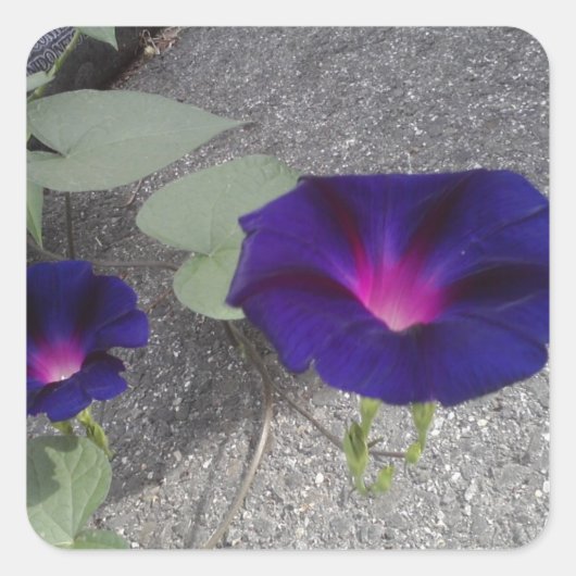 Sticker floral carré (Devant)