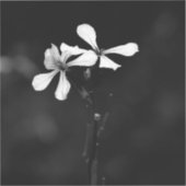 Sticker floral noir et blanc minimal (Recto)