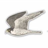 Sticker Flying Peregrine Falcon Crayon coloré Art (Devant)