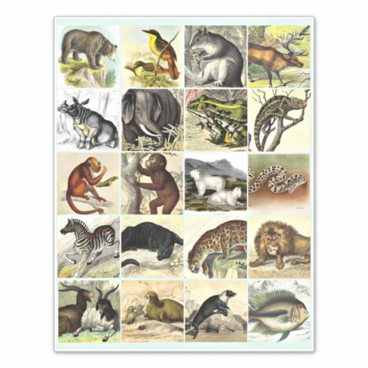 Sticker Forest, Jungle And Ocean Animal Collage sheet Art (Devant)
