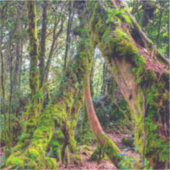 Sticker Forêt moussue (Recto)