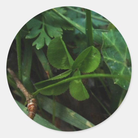 Sticker Four Leaf Clover (Voorkant)