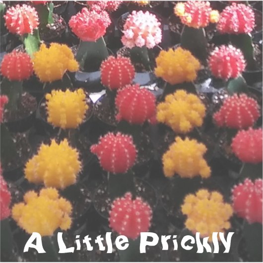 Sticker Fruit Cactus (Devant)