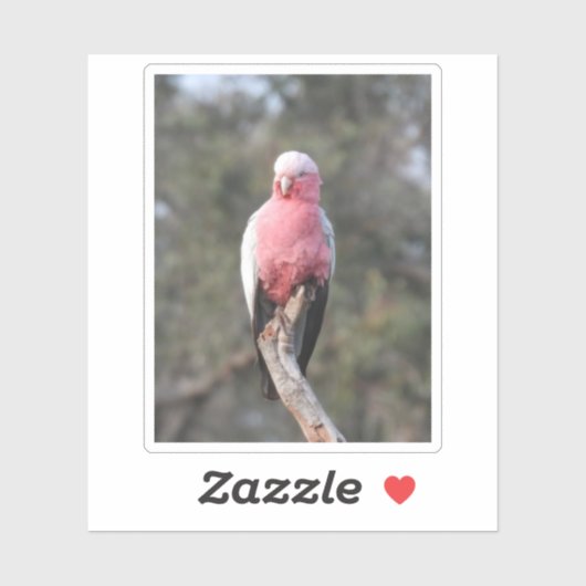 Sticker Galah (Feuille)