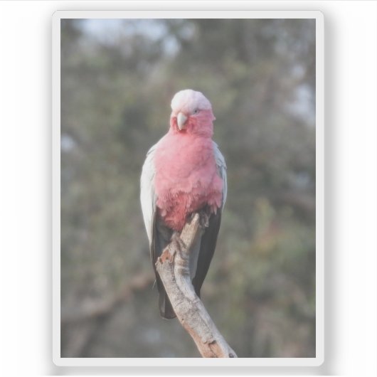 Sticker Galah (Devant)