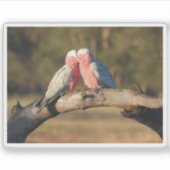 Sticker Galahs roses (Devant)