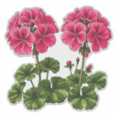 Sticker Géraniums roses vibrants avec des feuilles vertes  (Devant)
