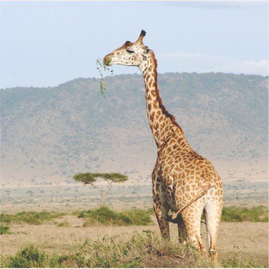 Sticker Giraffe Afrique (Devant)