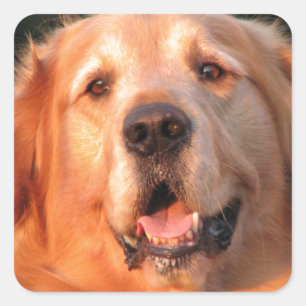 Sticker Golden Retriever