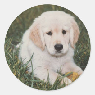 Sticker Golden Retriever Pup
