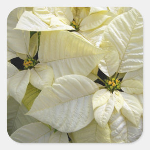 Sticker grand Carré Poinsettia blanc