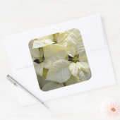 Sticker grand Carré Poinsettia blanc (Enveloppe)