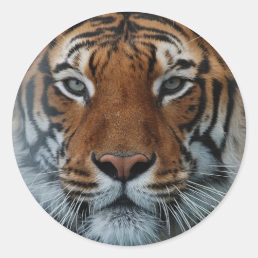 Sticker Grand Tiger (Devant)