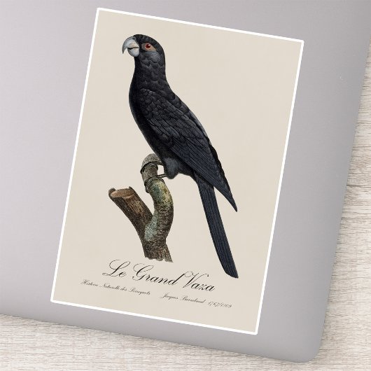 Sticker Grand Vasa, Coracopsis Vasa Illustration