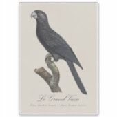 Sticker Grand Vasa, Coracopsis Vasa Illustration (Devant)