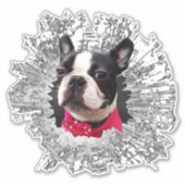 Sticker Grande Femme Boston Terrier cassé (Devant)