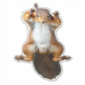 Sticker Graphisme de l'écureuil agrippé à la fenêtre (Devant)