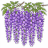 Sticker Grappes de glycine violette en fleurs (Devant)