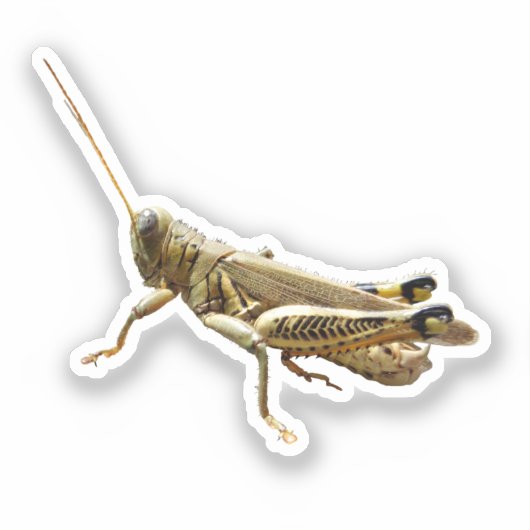 Sticker Grasshopper (Recto)