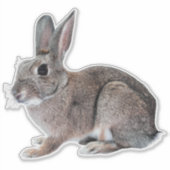 Sticker Gray Cottontail Rabbit Pet Bunny  (Devant)