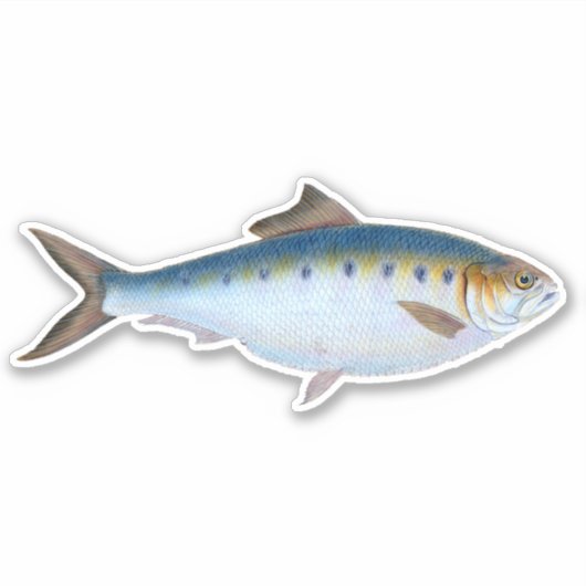 Sticker Haddock (Devant)