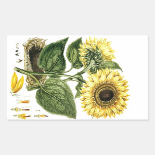 Sticker Heirloom Zonnebloem Botanische Bloembloem