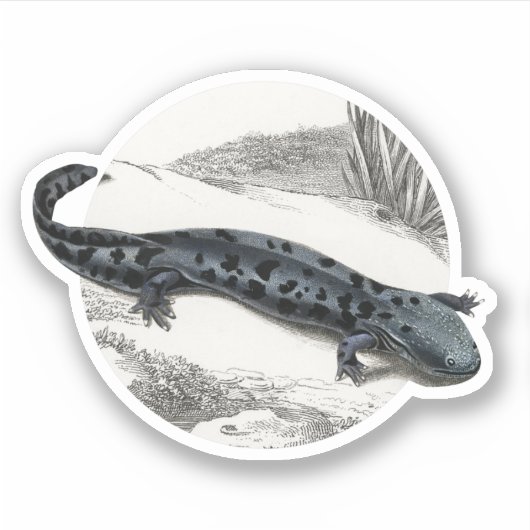 Sticker Hellbender Salamander (Devant)