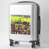 Sticker Herbe à germes (Sur valise)