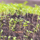 Sticker Herbe à germes (Devant)