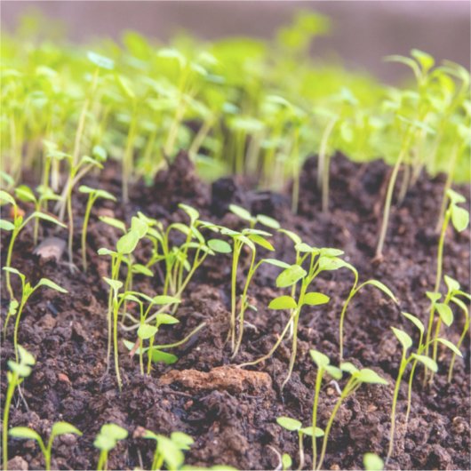 Sticker Herbe à germes (Devant)