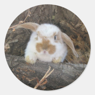 Sticker Holland Lop