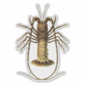 Sticker Homard vintage (Devant)