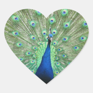 Sticker (hrt) - Peacock