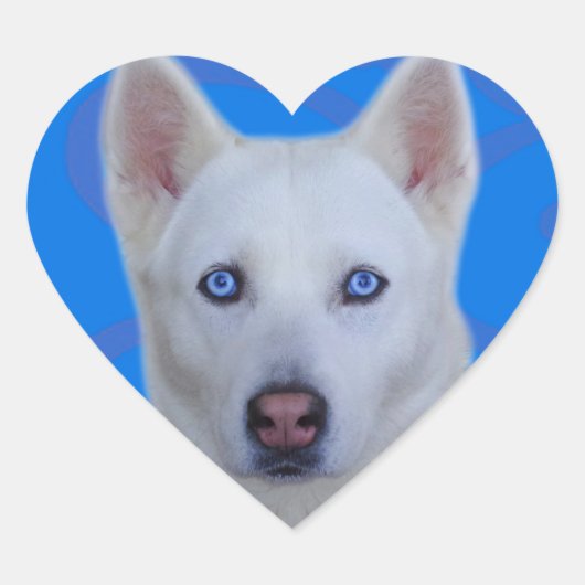 Sticker Husky Sibérien Blanc (arrière - plan Bleu) (Devant)